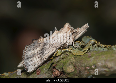 Pterostoma palpina pâle (premier plan) au repos on twig Potton Bedfordshire Banque D'Images