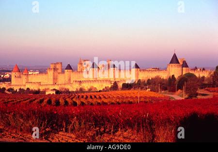 La ville médiévale de Carcassonne France vue du sud dans les vignes Banque D'Images