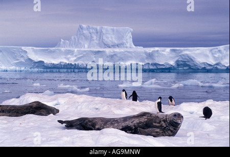 L'antarctique manchots adélies Pygoscelis adeliae et Weddel seal Leptonychotes weddellii sur banc de glace Banque D'Images