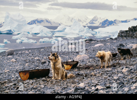 L'antarctique dernier non animaux endémiques à l'English huskies Base Rothera en 1992 Banque D'Images