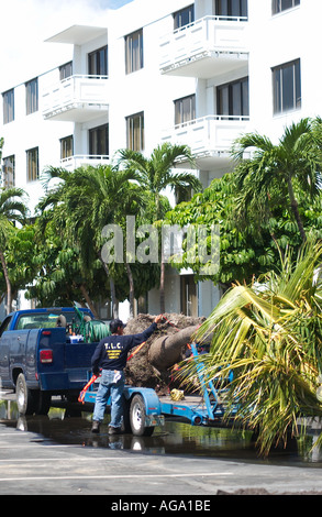 Un ouvrier prépare des palmiers pour la plantation à Fort Lauderdale, en Floride, aux États-Unis, mettant en valeur l’aménagement paysager et la verdure urbaine. Banque D'Images