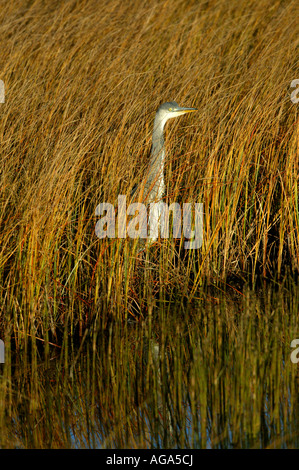 Héron cendré Ardea cinerea, à Fokstumyra réserve naturelle, Dovre, la Norvège. Banque D'Images