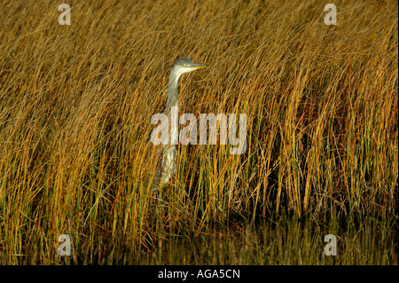 Héron cendré Ardea cinerea, à Fokstumyra réserve naturelle, Dovre, la Norvège. Banque D'Images