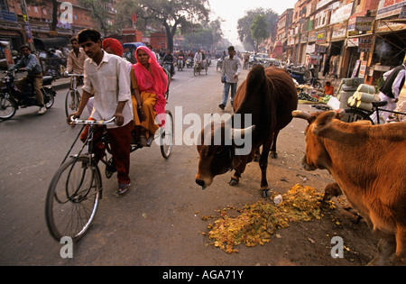L'Inde, Jaipur, Rajasthan, des véhicules se déplaçant à côté de vaches sur street Banque D'Images
