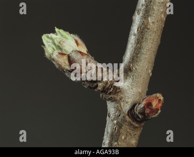 Close up of a flowering apple bud sur la branche au début du printemps et sur le point d'éclater la Banque D'Images