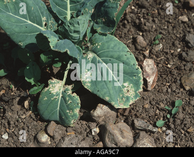 Altises Phyllotreta spp et les dommages causés aux jeunes plantes choux de bruxelles Banque D'Images