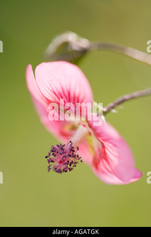 Close up Anisodontea capensis fleurs mauve du Cap Banque D'Images