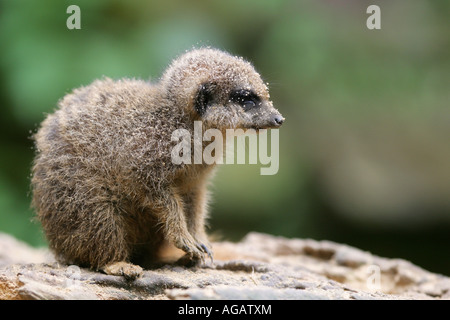 Homme de la terre - bébé suricates Suricata suricatta Banque D'Images