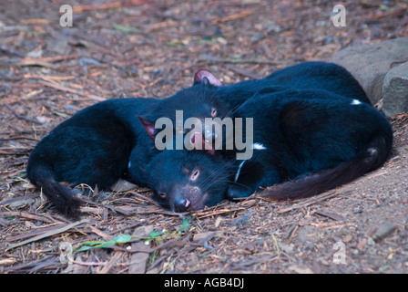 Une paire de diables de Tasmanie dormir Sarcophilus Harrisii Banque D'Images