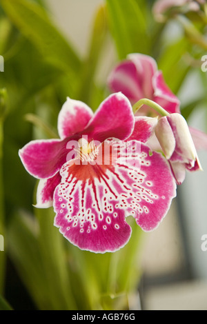 Orchid samedi marché de fermiers Honokaa Hamakua Coast Island of Hawaii Banque D'Images