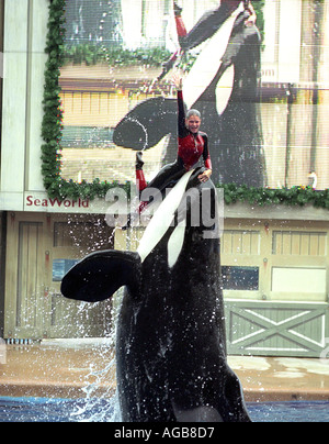 L'Orque Shamu Show à SeaWorld en Floride USA Banque D'Images