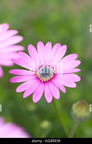 Osteospermum rose 'African daisy' fleurit Banque D'Images