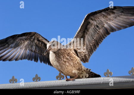 Les jeunes ; Goéland argenté Larus argentatus, le plus souvent sur une mouette britannique Pavillon de banlieue. Banque D'Images