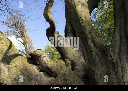 Gros plan d'une branche d'arbre noueux Banque D'Images