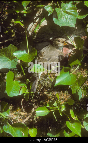 Spotted Flycatcher au nid sur un mur en plein soleil Banque D'Images