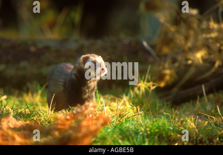 In Polecat Banque D'Images