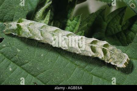 Dot moth Caterpillar Banque D'Images