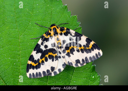 L'Abraxas grossulariata Magpie au repos sur feuilles présentant des caractéristiques et détails Bedfordshire Potton Banque D'Images