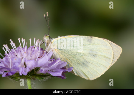 Pieris brassicae Large White au repos sur l'herbe tête montrant marquages et Potton détail Bedfordshire Banque D'Images