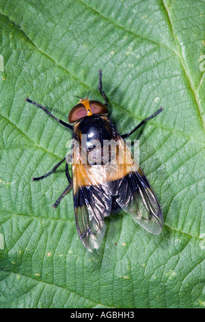 Hoverfly Leucozona lucorum au repos sur feuilles présentant des caractéristiques et détails Bedfordshire Potton Banque D'Images