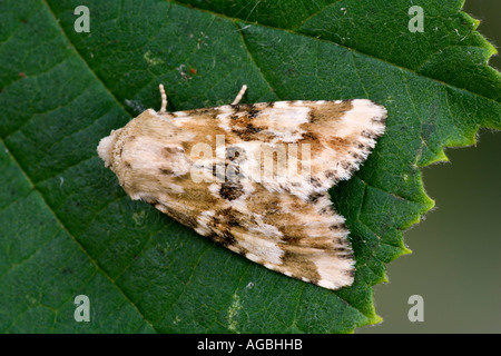 Jaunâtre sombre des Eremobia ochroleuca au repos sur feuilles présentant des caractéristiques et détails en arrière-plan de potton bedfordshire Banque D'Images