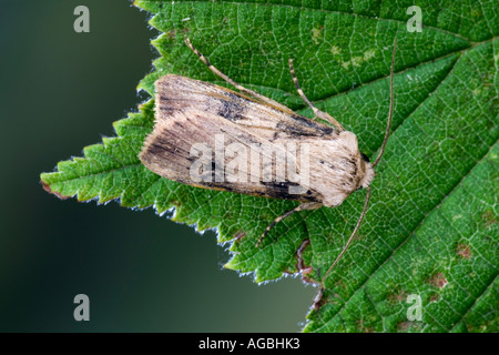 Dart en forme de navette Agrotis puta au repos sur feuilles présentant des caractéristiques et détails en arrière-plan de Potton Bedfordshire Banque D'Images