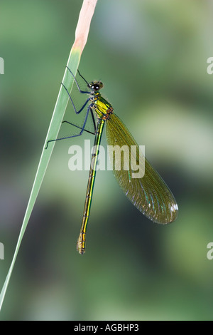 Demoiselle Calopteryx splendens femelle bagué également connu sous le nom de sable agrion bagués avec arrière-plan flou Banque D'Images