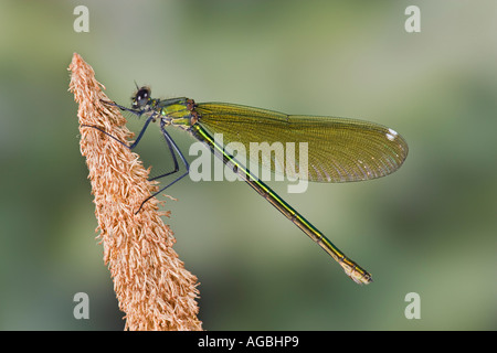 Demoiselle Calopteryx splendens femelle bagué également connu sous le nom de bagué agrion montrant marquages et détail Sandy Banque D'Images