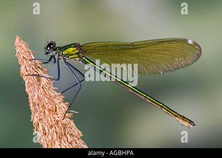 Demoiselle Calopteryx splendens femelle bagué également connu sous le nom de bagué agrion montrant marquages et détail Sandy Banque D'Images