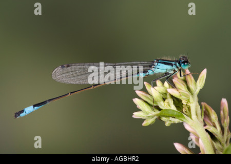 Queue d'Ischnura elegans bleu libellule au repos montrant marquages et détail Willington Bedfordshire Banque D'Images