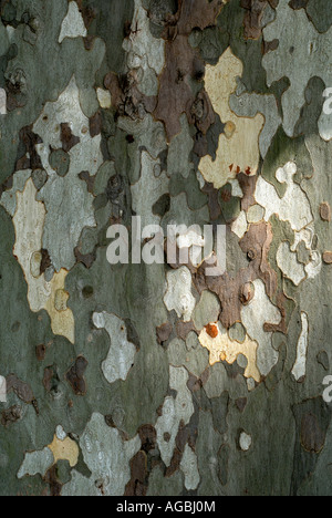 Écorce de peeling pommelé platane (Platanus hybrida / acerifolia), sud-Touraine, France. Banque D'Images