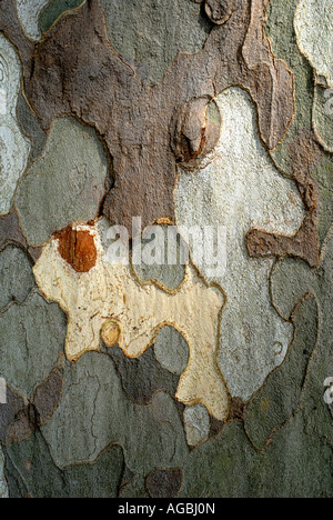 Écorce de peeling pommelé platane (Platanus hybrida / acerifolia), sud-Touraine, France. Banque D'Images