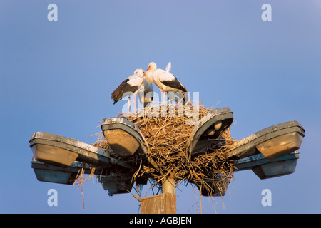 Nid de cigognes a été placé sur un lampadaire de Sofia ring road à la hauteur de vingt mètres. La Bulgarie. Sofia. Banque D'Images