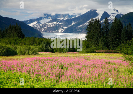La fraternité à l'Épilobe Parc avec Mendenhall Glacier Alaska Juneau Banque D'Images