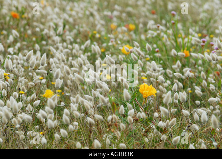 Harestail à profusion d'herbe Banque D'Images