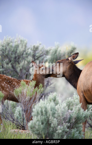 Bébé wapiti dans le Parc National de Yellowstone au Wyoming Banque D'Images