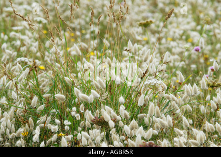 Harestail à profusion d'herbe Banque D'Images