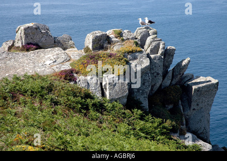 Oiseaux et fleurs sauvages ornent la breezy pointe près de la Pointe du Van sur la côte de Bretagne Finistère Banque D'Images