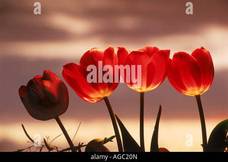 Tulipes rouges en évidence sous un ciel au coucher du soleil Banque D'Images