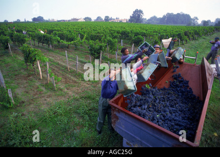 La récolte de raisins (vendage) près du village de Saint Emilion dans la région de Bordeaux Banque D'Images