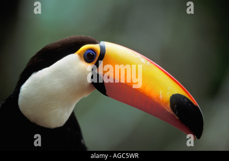 Le Brésil, géant de l'Iguazu toucan à Iguazu National Park Banque D'Images