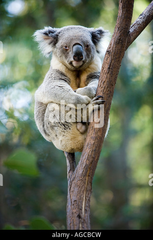 Koala, Queensland, Australie Banque D'Images