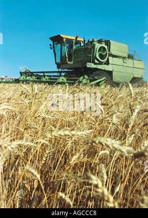 Une moissonneuse-batteuse récolte un wheaten field la Russie de l'Altaï Banque D'Images