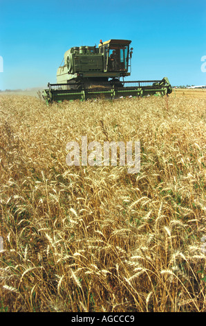 Une moissonneuse-batteuse récolte un wheaten field la Russie de l'Altaï Banque D'Images