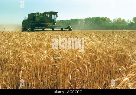 Une moissonneuse-batteuse récolte un wheaten field la Russie de l'Altaï Banque D'Images