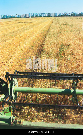 Une moissonneuse-batteuse récolte un wheaten field la Russie de l'Altaï Banque D'Images