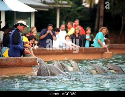 Nourrir les touristes les dauphins au SeaWorld à Orlando la Floride Etats-Unis Banque D'Images
