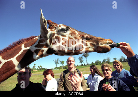 Les touristes se nourrissent une girafe à Busch Gardens à Orlando la Floride Etats-Unis Banque D'Images