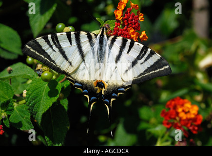 Swallowtail Iphiclides podalirius rares (papillon) dans le Parc National de Circeo Italie Banque D'Images