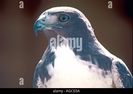 À queue blanche (Buteo albicaudatus à Curacao Netherlands Antilles. Banque D'Images